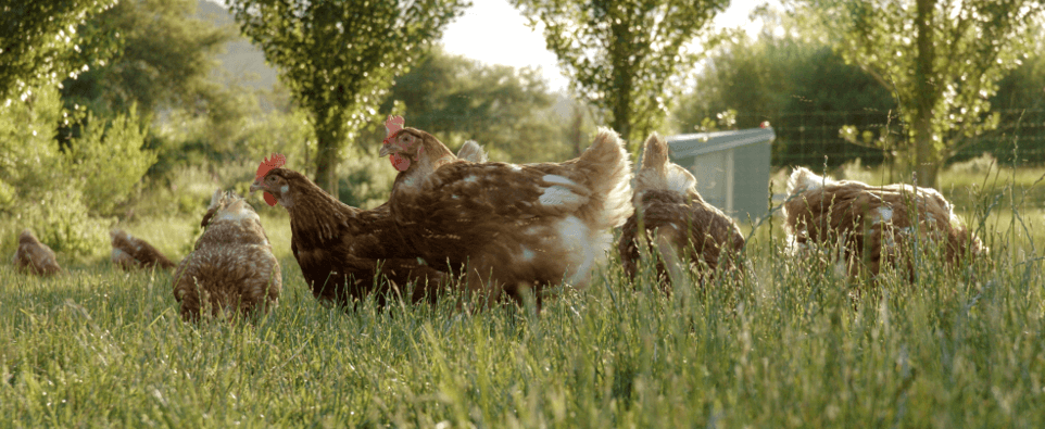 Sungold Organic eggs in hay